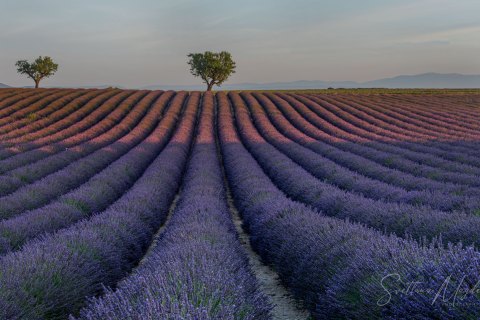 03.FR19_SM07412 
Europe, France, July  2019
Provence, Lavender Fields, sunrise