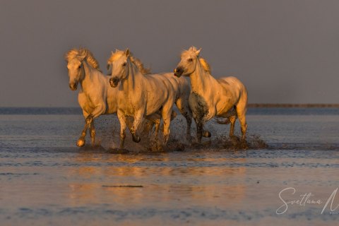 07.FR19_SM07598 
Europe, France, July  2019, Sunrise
Camargue White Horses galloping In  shallow waters