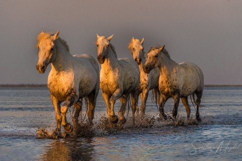 07.FR19_SM07680 
Europe, France, July  2019, Sunrise
Camargue White Horses galloping In  shallow waters