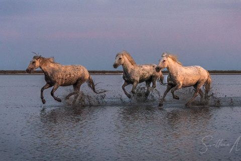 07.FR19_SM08028 
Europe, France, July  2019, Sunrise
Camargue White Horses galloping In  shallow waters