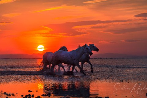 07.FR19_SM08253 
Europe, France, July  2019, Sunrise
Camargue White Horses galloping In  shallow waters