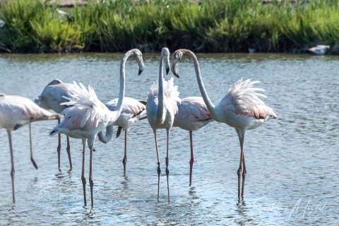 08.FR19_SM08868 
Europe, France, July  2019
Pink flamingos in the Camargue Delta