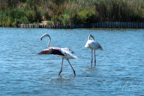 08.FR19_SM09108 
Europe, France, July  2019
Pink flamingos in the Camargue Delta