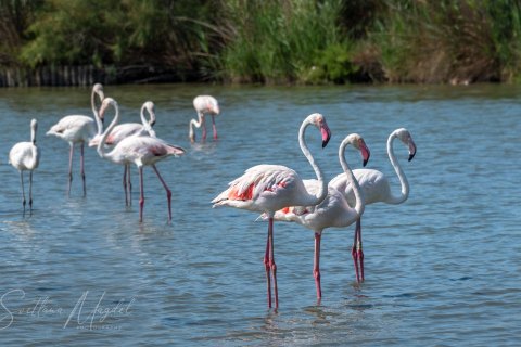 08.FR19_SM09176 
Europe, France, July  2019
Pink flamingos in the Camargue Delta