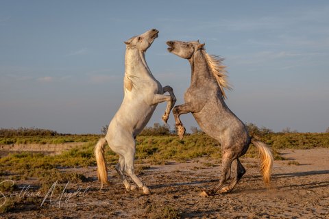 06.FR19_SM09424 
Europe, France, July  2019, Sunset
Camargue horses, stallions sparring