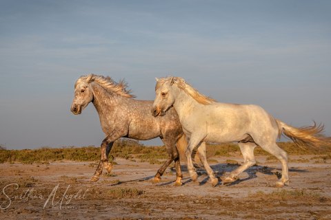 06.FR19_SM09550 
Europe, France, July  2019, sunset
Camargue horses
