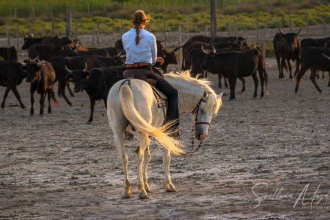 07.FT19_SM07449 
Europe, France, July  2019, Sunrise
Camargue White horses,