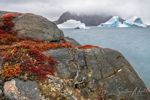 09.GRN_SVM1548_1549 
Greenland, September 2022
M/S Freya  Expedition 
East Greenland Scoresby Sound  fjord system 
Bear Island, Icebergs, Mountains , fall colors