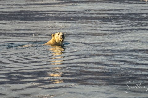 02.GRN_SVM8638 
Greenland, September 2022
M/S Freya  Expedition 
East Greenland Scoresby Sound  fjord system 
Viking Bay , meeting with locals
Polar Bear