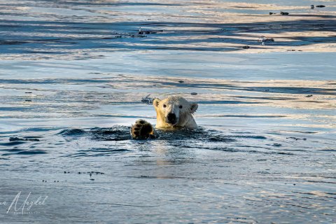 02.GRN_SVM8673 
Greenland, September 2022
M/S Freya  Expedition 
East Greenland Scoresby Sound  fjord system 
Viking Bay , meeting with locals:
Polar Bear and  friendly high five