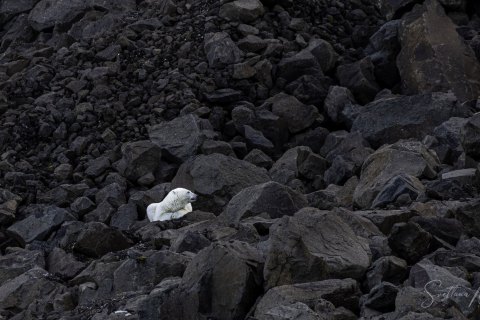 02.GRN_SVM8828 
Greenland, September 2022
M/S Freya  Expedition 
East Greenland Scoresby Sound  fjord system 
Viking Bay , meeting with locals
Polar Bear  is a sleepy bear