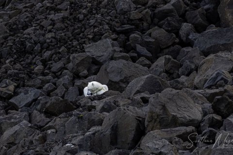 02.GRN_SVM8830 
Greenland, September 2022
M/S Freya  Expedition 
East Greenland Scoresby Sound  fjord system 
Viking Bay , meeting with locals
Polar Bear  is a sleepy bear