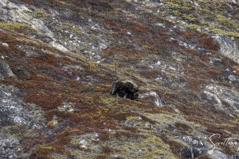 03.GRN_SVM8933 
Greenland, September 2022
M/S Freya  Expedition 
East Greenland Scoresby Sound  fjord system 
Viking Bay , Muskoxen