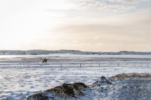 SVM3194 
The Icelandic horse :