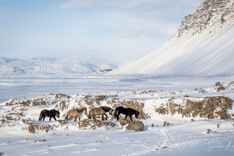 SVM3223 
The Icelandic horses