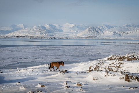 SVM3232 
The Icelandic horses
