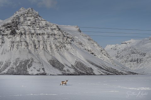 SVM3356 
Wild Reindeer