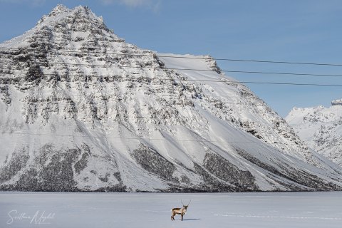 SVM3359 
Wild Reindeer
