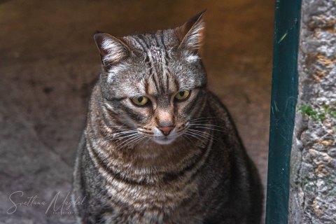 Port19_SM05820 
Europe, Portugal, May 2019
Lisbon Street Cat