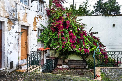 Port19_SM05947 
Europe, Portugal, May 2019
Lisbon hidden gems