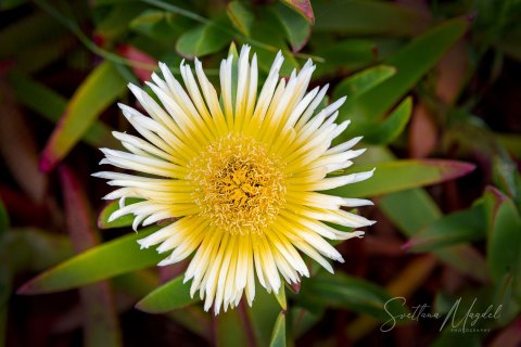 Port19_SM06265 
Europe, Portugal, May 2019
Ice Plant, Hottentot Fig or Sour Fig (Carpobrotus edulis), edible fruit plant
