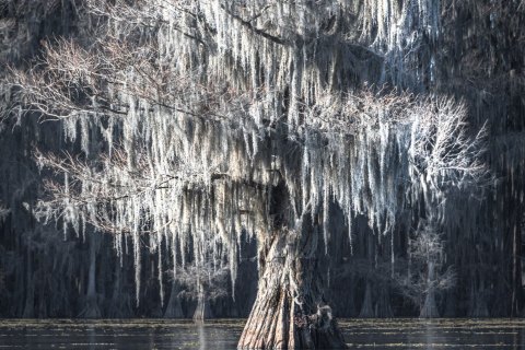 Texas & Louisiana Swamps, USA - Landscape, Nature and Cityscape Photography - Svetlana Magdel  Photography