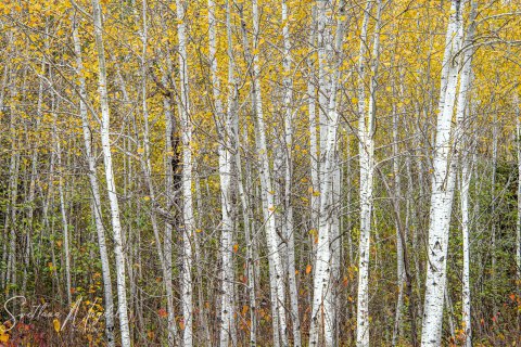 01.UP20_SM02897 
Aspen Forest, Upper Peninsula, Michigan, USA