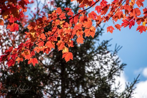 08.UP20_SM02992 
The Red,
Bond Falls, Upper Peninsula, Michigan, USA