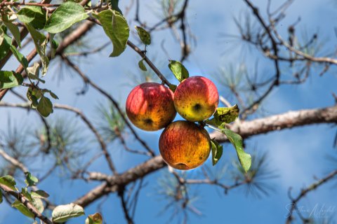 07.UP20_SM03131 
Wild Apples, 
Upper Peninsula, Michigan, USA