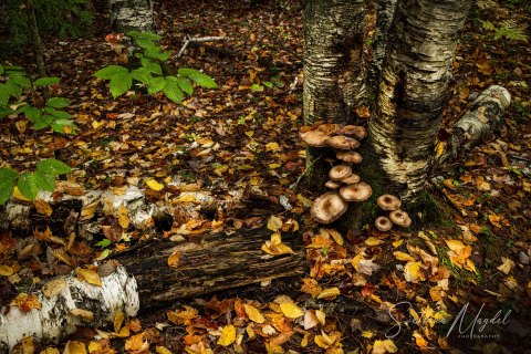 05.UP21_SVM_0760 
Honey Mushrooms, Seney National Wildlife Refuge, Michigan, Upper Peninsula, USA