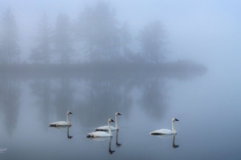 01.UP21_SVM_0967 
Predawn with Swans , Seney National Wildlife Refuge, Michigan, Upper Peninsula, USA