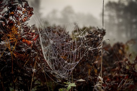 05.UP21_SVM_1013 
Exquisite Filigree By Nature; 
Seney National Wildlife Refuge, Michigan, Upper Peninsula, USA