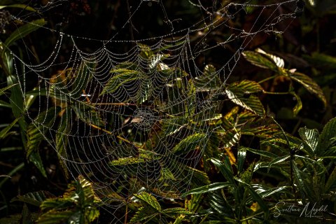 05.UP21_SVM_1024 
Exquisite Filigree By Nature; 
Seney National Wildlife Refuge, Michigan, Upper Peninsula, USA