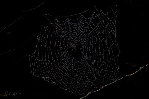 05.UP21_SVM_105 
Exquisite Filigree By Nature; 
Seney National Wildlife Refuge, Michigan, Upper Peninsula, USA