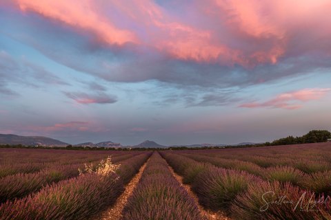 03.FR19_SM07330_07333 
Europe, France, July  2019
Provence, Lavender Fields,sunset