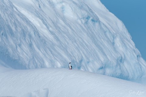 SG_SM09106 
South Georgia, UK Overseas Protectorate,  
South Atlantic Ocean
October 2023
Icebergs
