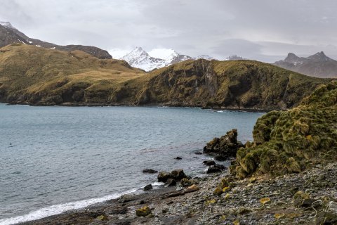 SG_SVM3232_3236 
South Georgia, UK Overseas Protectorate,  
South Atlantic Ocean
October 2023