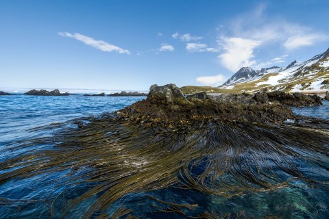 SG_SVM4074_4075.P 
South Georgia, UK Overseas Protectorate,  
South Atlantic Ocean
October 2023
Seaweed 
