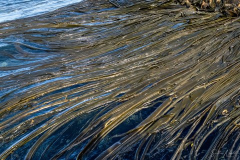 SG_SVM4078 
South Georgia, UK Overseas Protectorate,  
South Atlantic Ocean
October 2023
Seaweed 