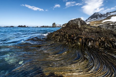 SG_SVM4081 
South Georgia, UK Overseas Protectorate,  
South Atlantic Ocean
October 2023
Seaweed 
