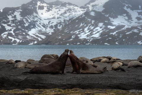 SG_SM01393 
South Georgia, UK Overseas Protectorate,  
October 2023
Southern elephant seal, beachmaster bulls sparring
