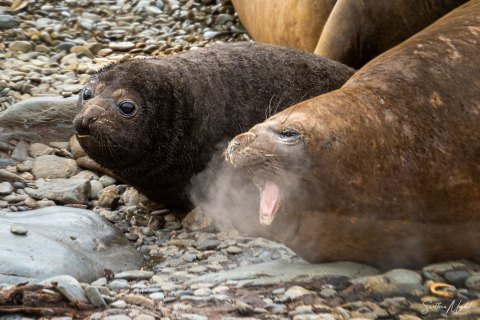 SG_SM06643 
South Georgia, UK Overseas Protectorate,  
October 2023
Southern elephant seal, mother with a pup