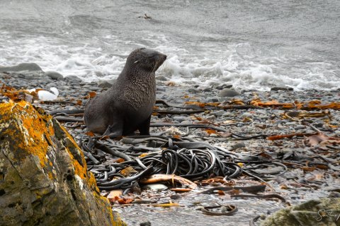 SG_SM07028 
South Georgia, UK Overseas Protectorate  
October 2023
Antarctic fur seal