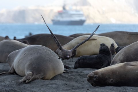 SG_SM07247 
South Georgia, UK Overseas Protectorate,  
October 2023
Southern elephant seal, females  