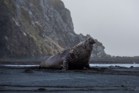 SG_SM07472 
South Georgia, UK Overseas Protectorate,  
October 2023
Southern elephant seal (Mirounga leonina), beachmaster bull with female harem 