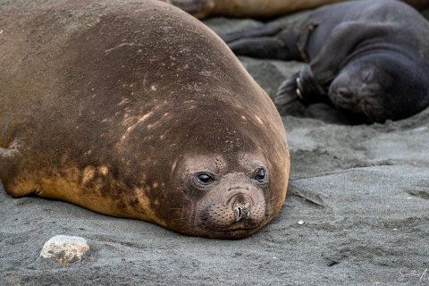 SG_SM07829 
South Georgia, UK Overseas Protectorate,  
October 2023
Southern elephant seals, female