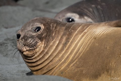 SG_SM07837 
South Georgia, UK Overseas Protectorate,  
October 2023
Southern elephant seals, female 