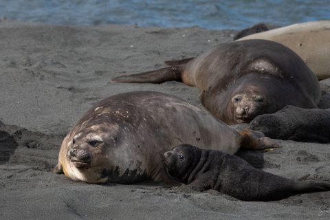 SG_SM07894 
South Georgia, UK Overseas Protectorate,  
October 2023
Southern elephant seal, females  with newborn pups