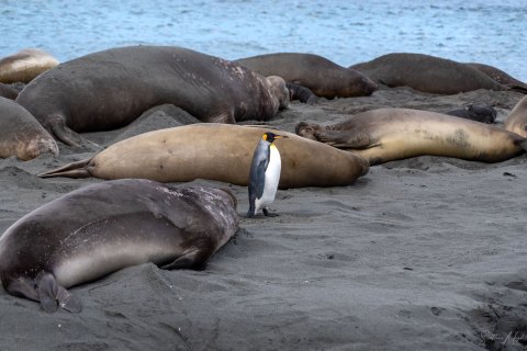 SG_SM07906 
South Georgia, UK Overseas Protectorate,  
October 2023
Southern elephant seal, females  with newborn pups