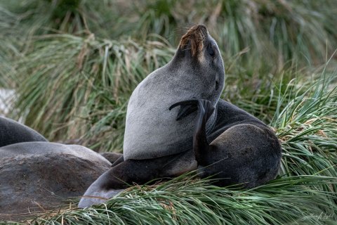SG_SM08197 
South Georgia, UK Overseas Protectorate  
October 2023
Antarctic fur seal